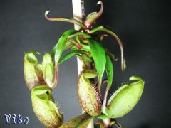 Nepenthes Gymnamphora 2.jpg