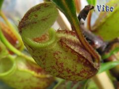 Nepenthes Gymnamphora Ascido.jpg