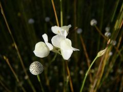 U.delphinioides　White Flower  Soi Sawan WF,Ubon Ratch
