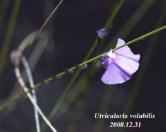 U.volubilis  flower CAPE LE GRAND N.P. ,WA,Australia  31,12,