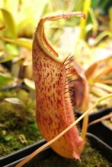 Nepenthes eymae.jpg