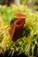 Nepenthes macrophylla.jpg