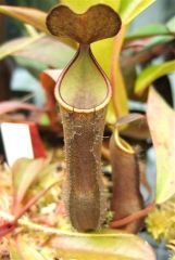 Nepenthes ramispina.jpg