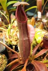 Nepenthes izumiae.jpg