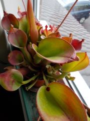 Heliamphora 6