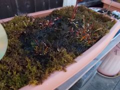 Bog Planters 3rd May 2015