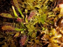 Cape Sundew outside June 2015