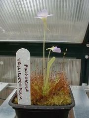 Pinguicula vallisneriifolia .jpg