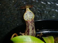 Nepenthes fallax/stenophylla