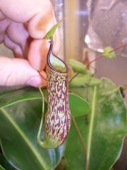 Nepenthes adnata