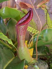 Nepenthes alata Striped x truncata