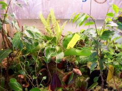 The cuttings in my terrarium