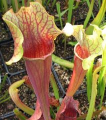 Sarracenia Hybrid
