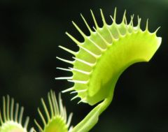 VFT