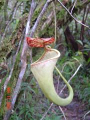 Nepenthes copelandii