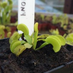 dionaea muscipula harmony