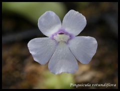 P. rotundiflora flower