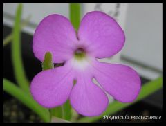 P. moctezumae flower