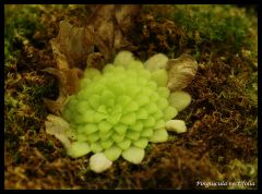 P. rectifolia winterrosette