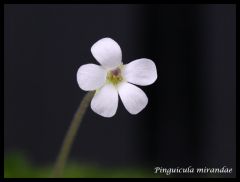 P. mirandae flower