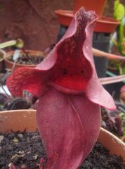 S Purpurea Venosa V. Burkii Chipola Giant