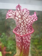 S Leucophylla North Freeport