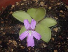 rectifolia