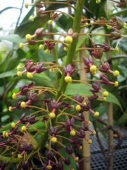 nepenthes flower