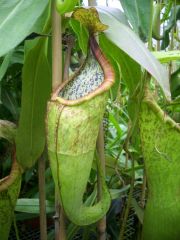N. maxima X sanguinea