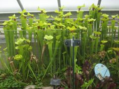 S. flava V. rugellii