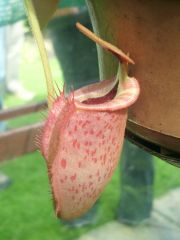N. talengensis
