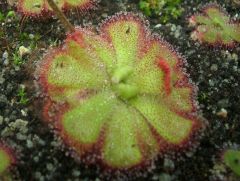 D. cuneifolia