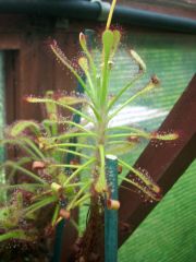 D. glabripes