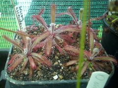D. ascendens