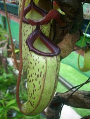 N. ventricosa X talangensis