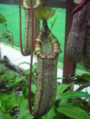 N. spectabilis X ventricosa