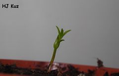 Roridula gorgonias
