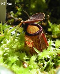 Nepenthes argentii