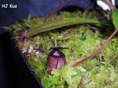 Nepenthes argentii