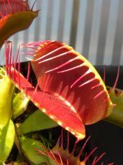 Random Venus Fly Trap taken by my 14 year old Daughter
