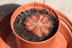 Drosera rosette