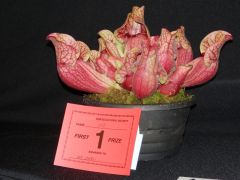Sarracenia Purpurea Entry