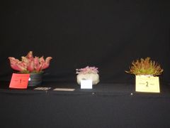 Show 2012 Foliage Class