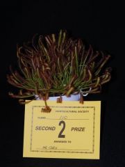 Drosera Capensis Entry