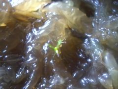 Drosera capensis seedling