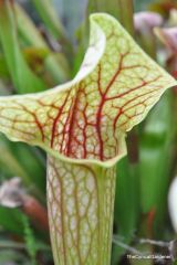 Sarracenia