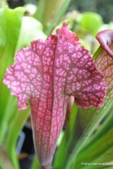 Sarracenia C.V juthatip soper