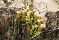 16 Nepenthes-gracilis-1.jpg