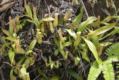 13 Nepenthes-gracilis-4.jpg