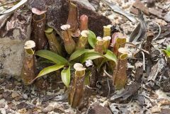 14 Nepenthes-gracilis-3.jpg